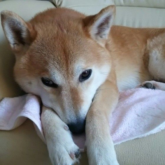 こんなしぐさを見せたら要注意 レベル別犬のストレスサインと対処法 いぬのきもちweb Magazine
